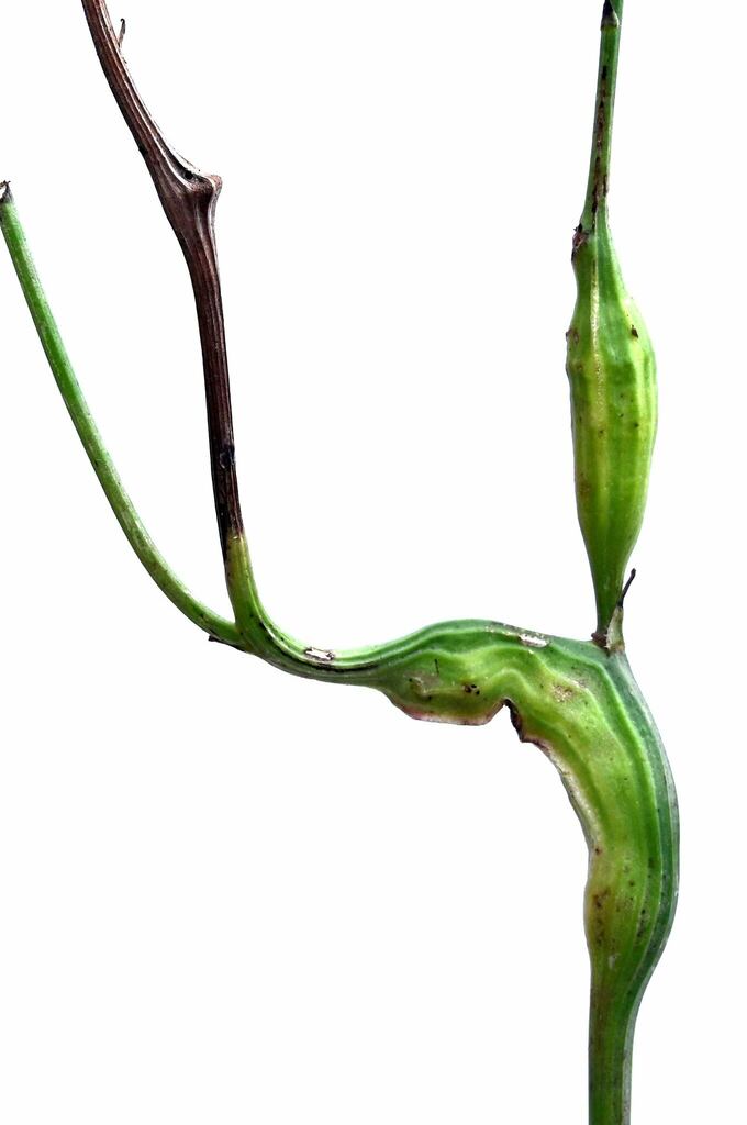 Phanacis hypochoeridis (Catsear Gall Wasp), California species