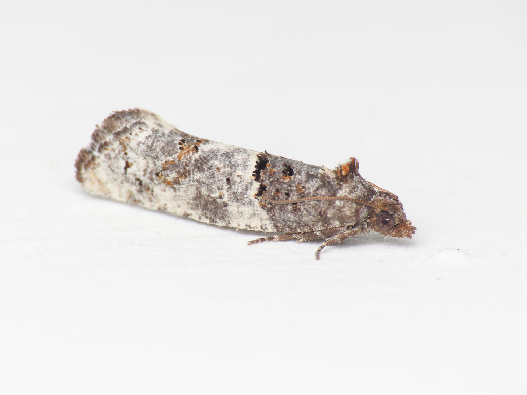 Phaneta delphinus, California species