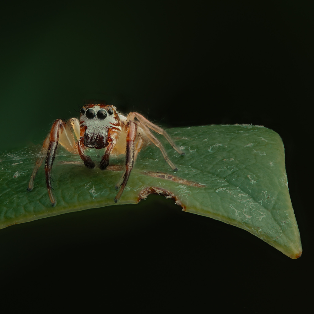 Phanias harfordi, California species