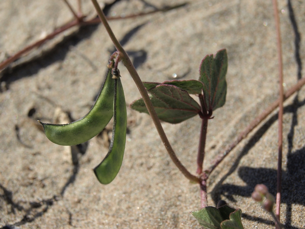 Phaseolus filiformis (Slender-stem bean), native California vine