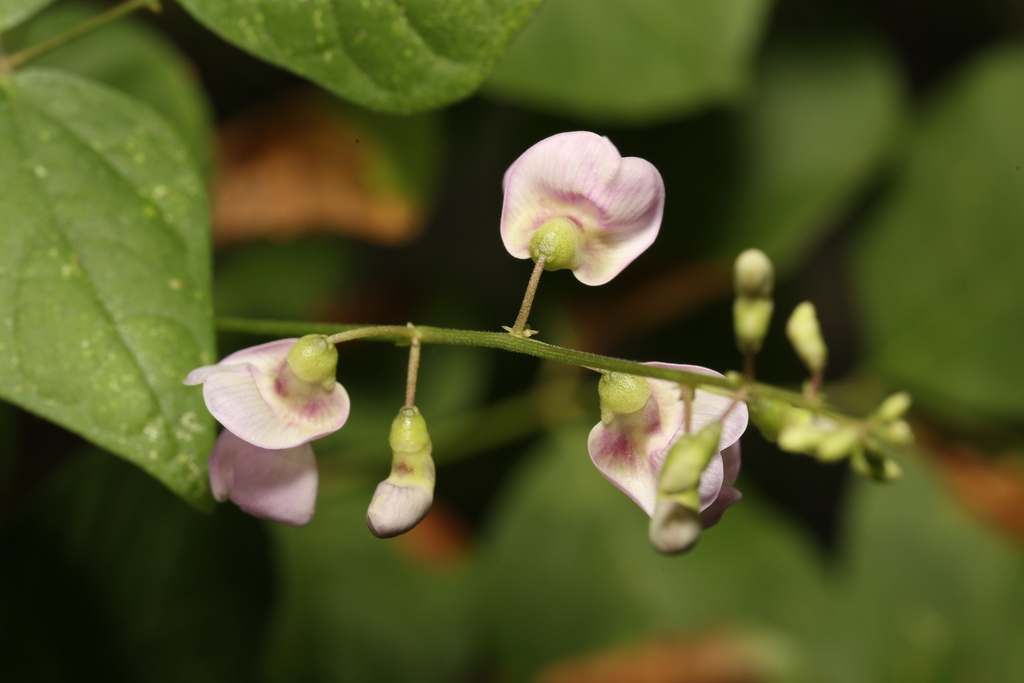 Phaseolus sp. (Wild bean), native California perennial