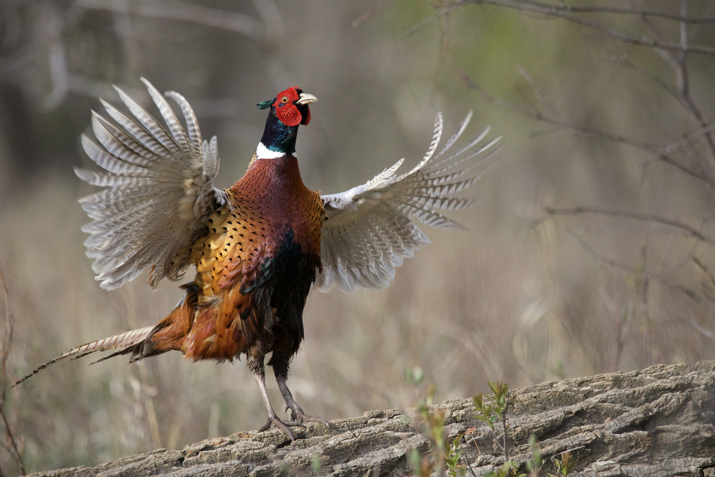 Phasianus colchicus (Ring-necked Pheasant), California species