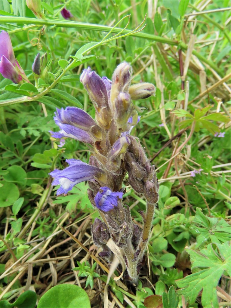 Phelipanche ramosa, non-native California herb