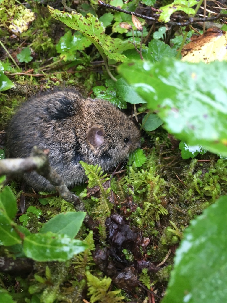 Phenacomys intermedius (Heather Vole), California species