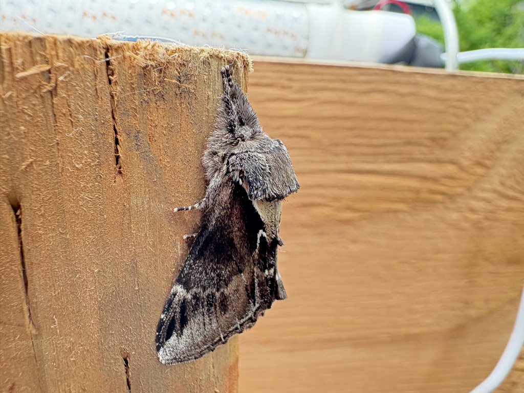Pheosia californica (Western Poplar Sphinx), California species