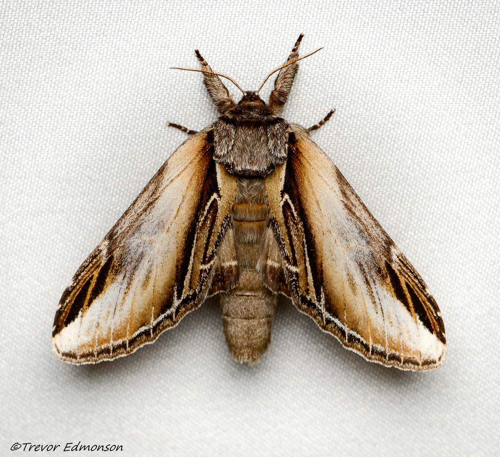 Pheosia rimosa (Black-rimmed Prominent), California species