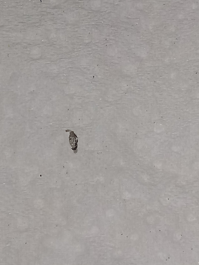 Phereoeca praecox, California species