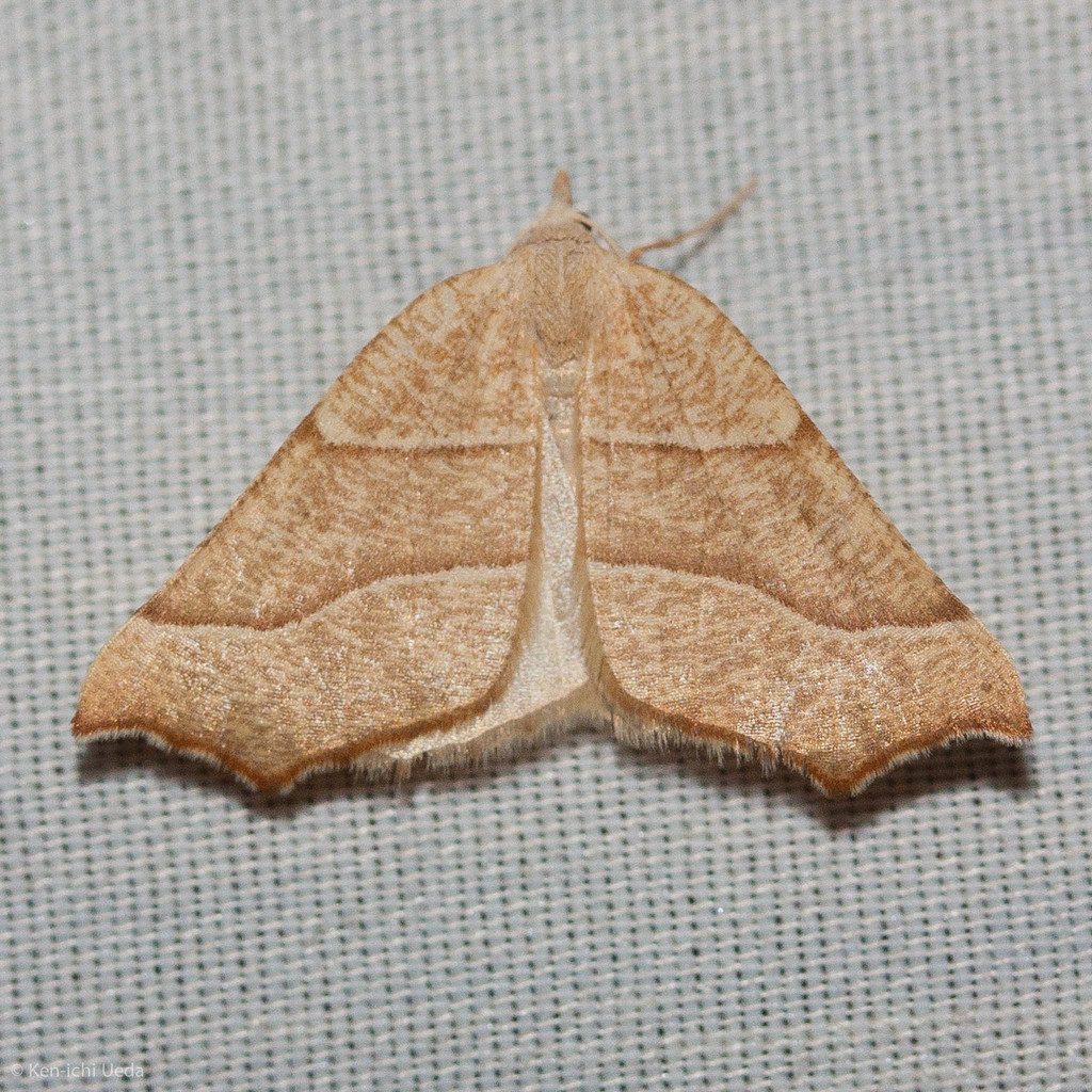 Pherne parallelia, California species