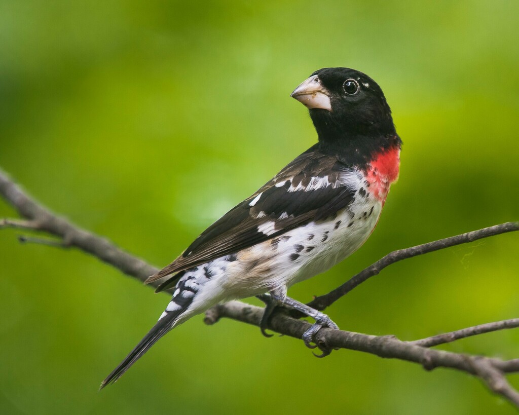 Pheucticus ludovicianus (Rose-breasted Grosbeak), California species