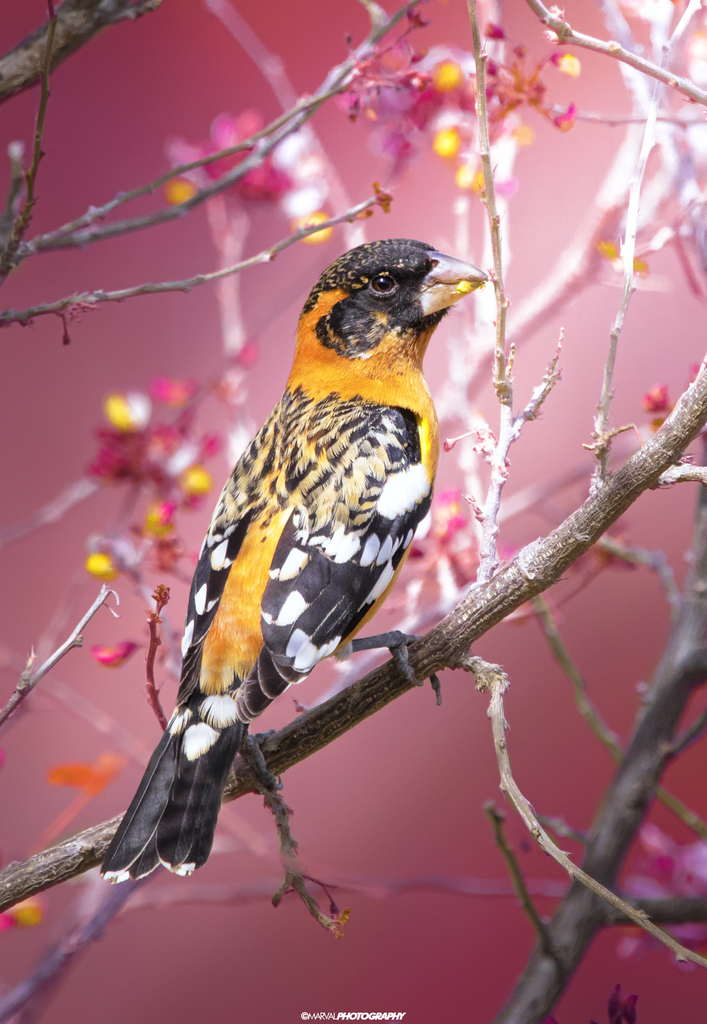 Pheucticus melanocephalus (Black-headed Grosbeak), California species