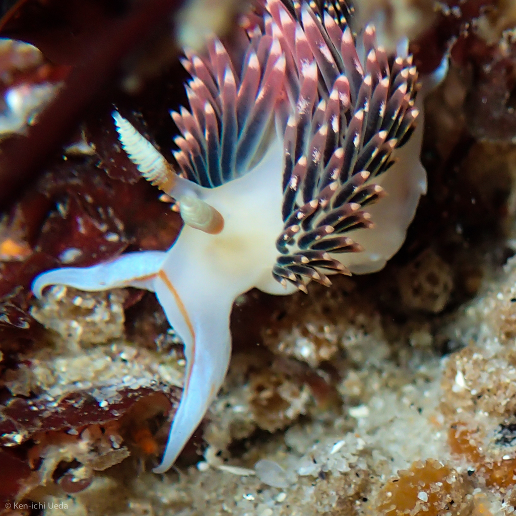 Phidiana hiltoni (Hilton's Aeolid), California species