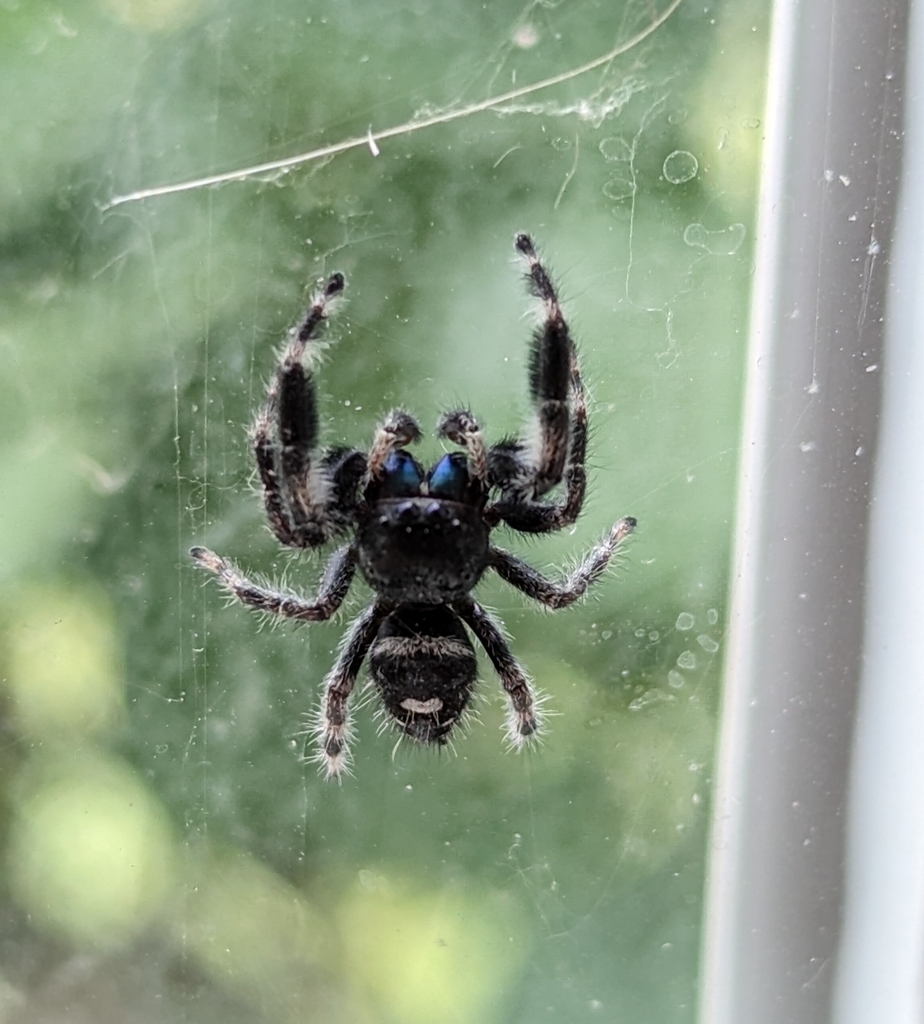 Phidippus audax (Bold Jumping Spider), California species