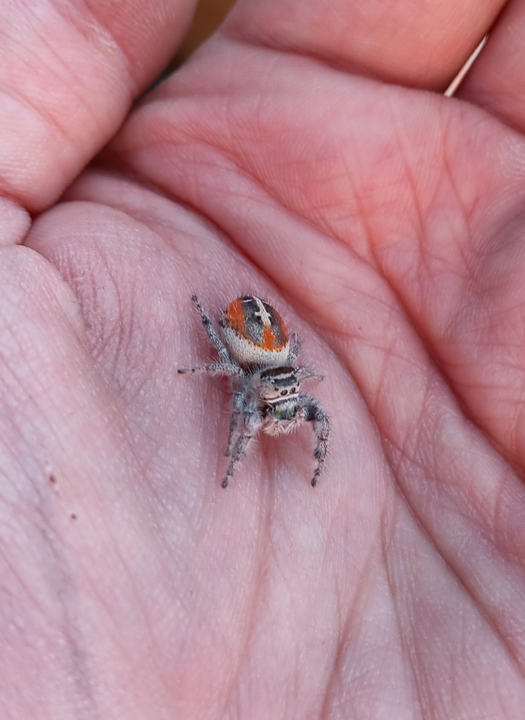 Phidippus californicus, California species