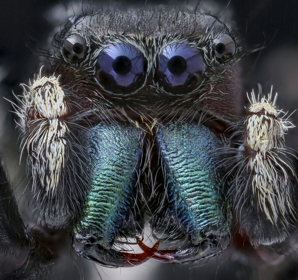 Phidippus clarus (Brilliant Jumping Spider), California species