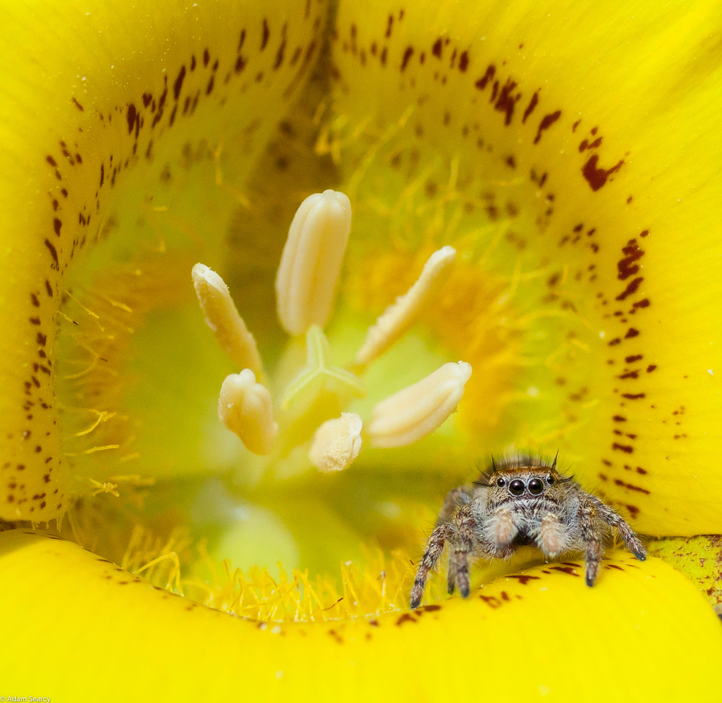 Phidippus comatus (Hairy Tufted Jumping Spider), California species