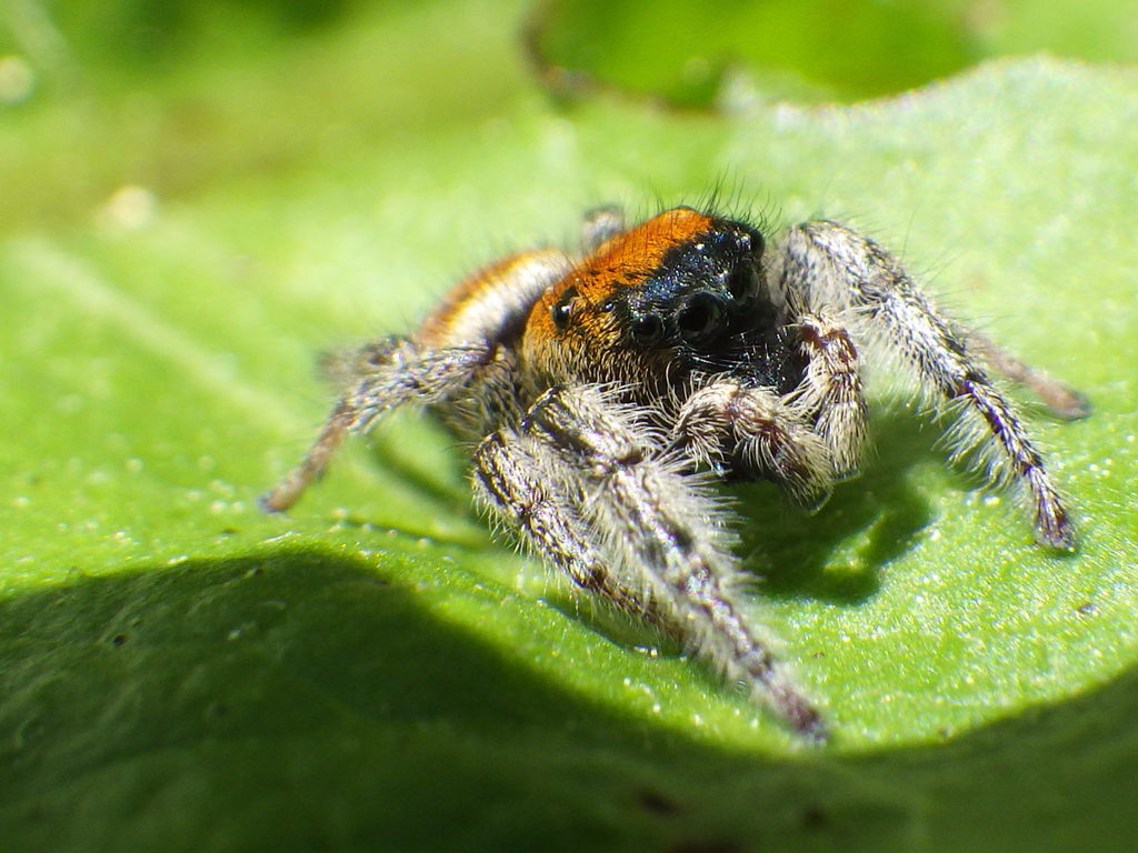 Phidippus johnsoni (Johnson's Jumping Spider), California species