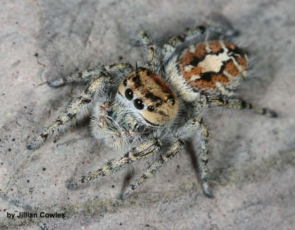 Phidippus phoenix (Phoenix Jumping Spider), California species
