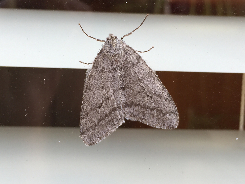 Phigalia plumogeraria (Walnut Spanworm Moth), California species