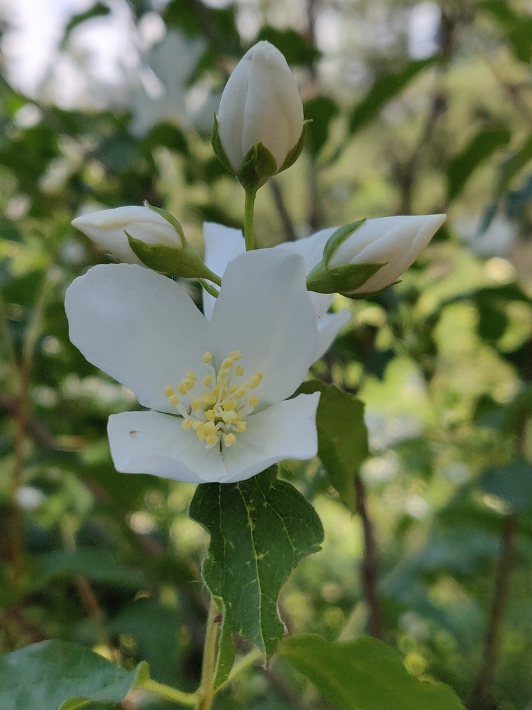 Philadelphus lewisii (Wild mock orange), native California shrub