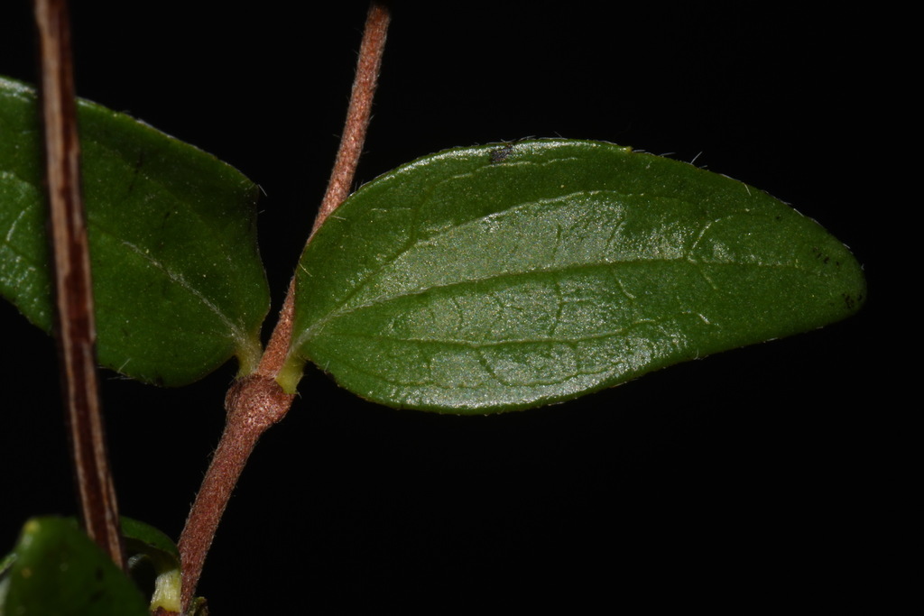 Philadelphus microphyllus (Littleleaf mock orange), native California shrub