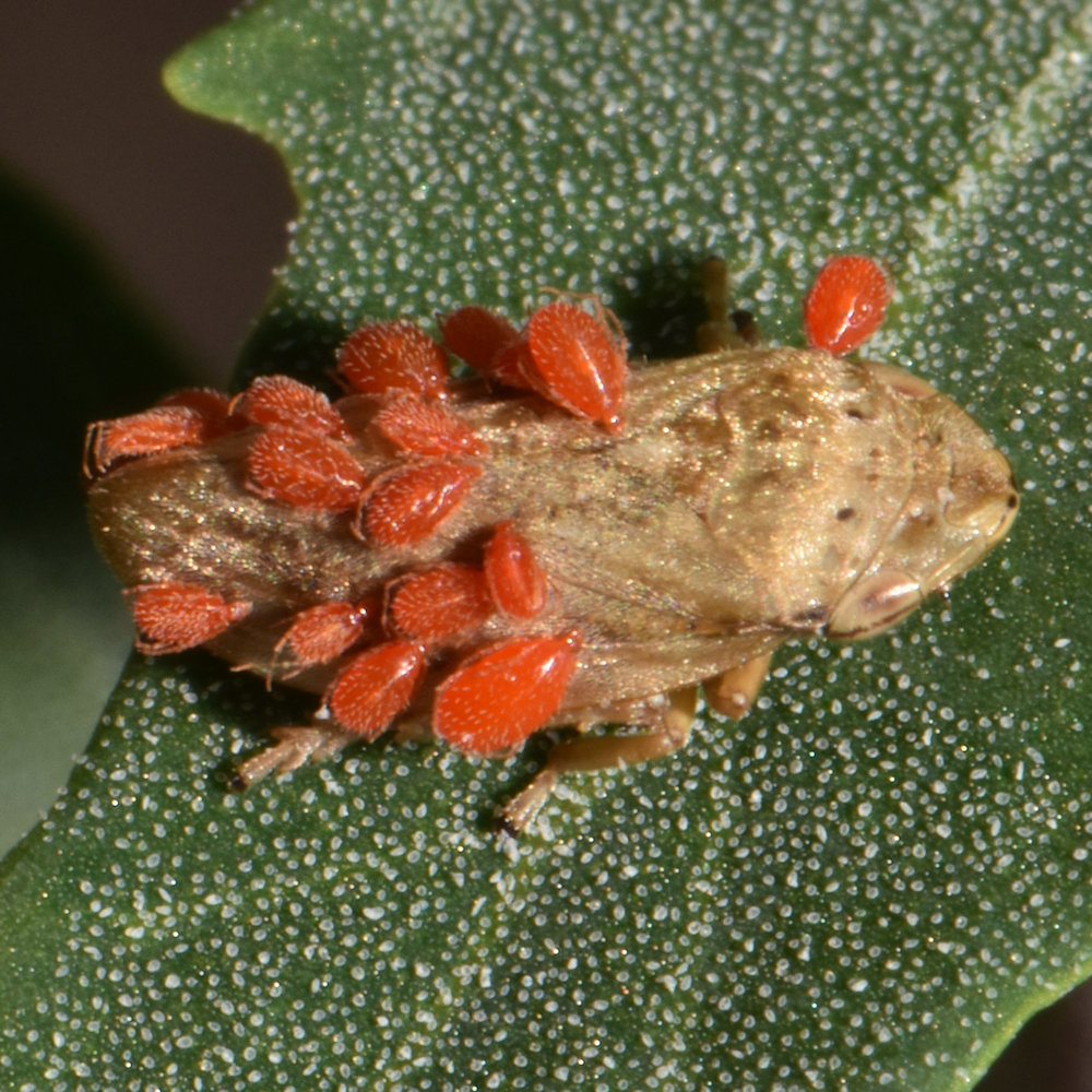 Philaenus spumarius (Meadow Spittlebug), California species