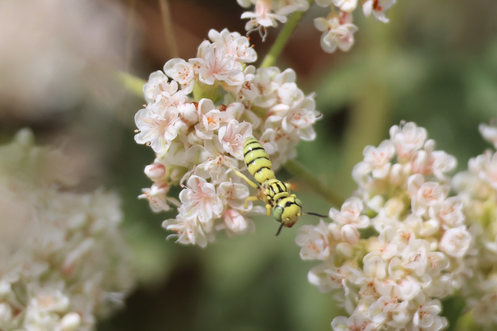 Philanthus multimaculatus, California species