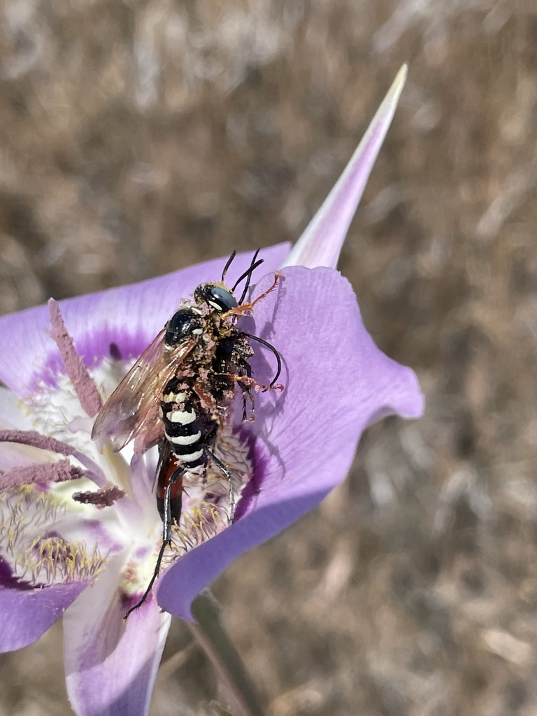 Philanthus nasalis (Antioch Specid Wasp), California species