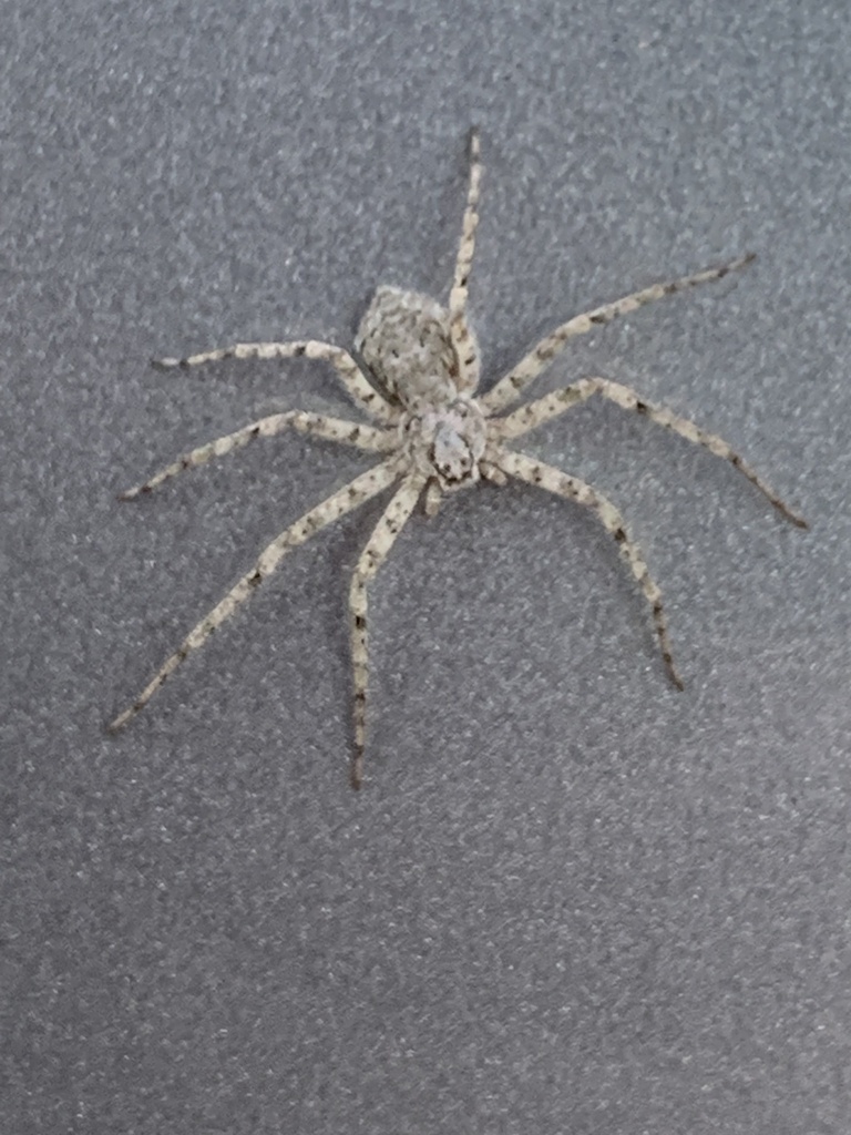 Philodromus cespitum (Turf Running Spider), California species