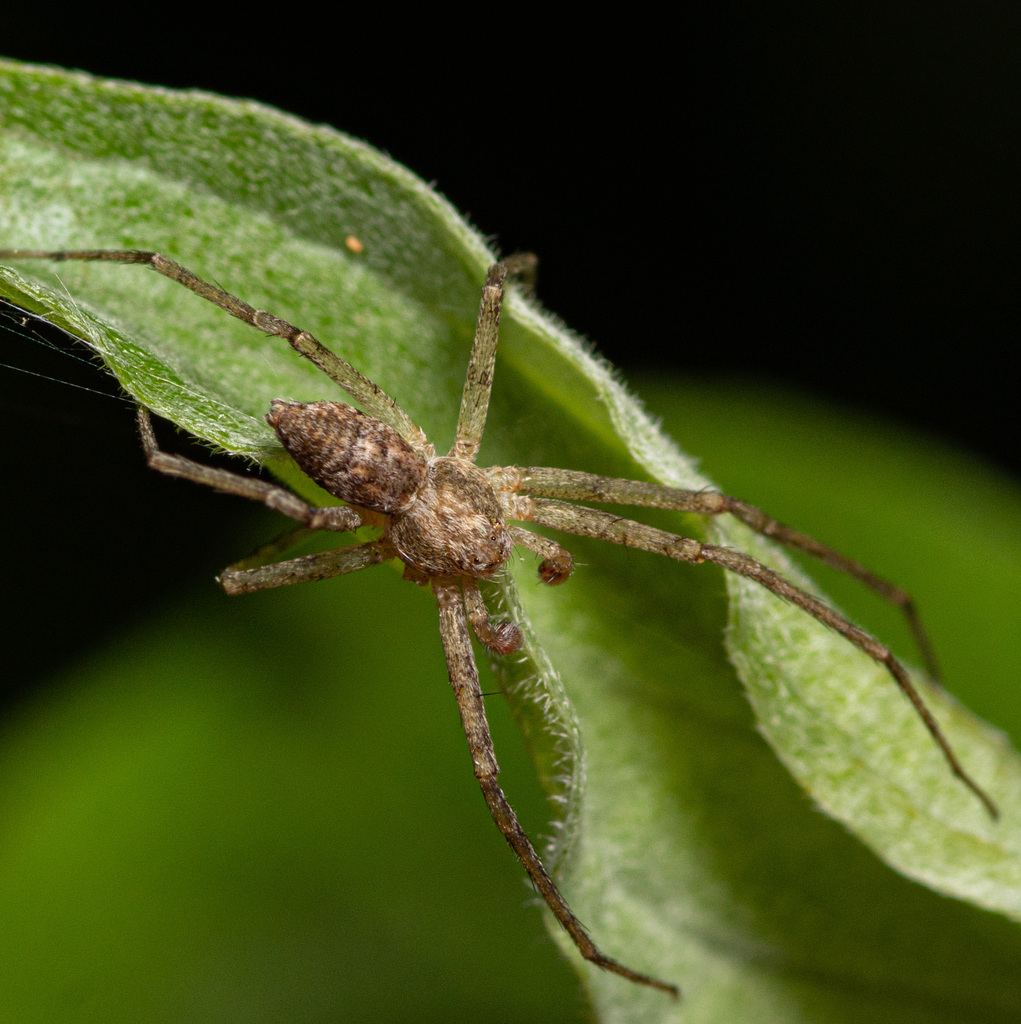 Philodromus rufus (White-striped Running Crab Spider), California species