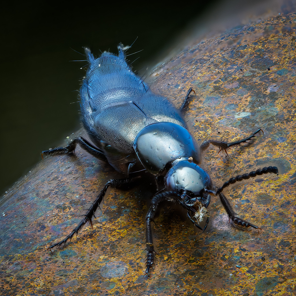 Philonthus cognatus, California species