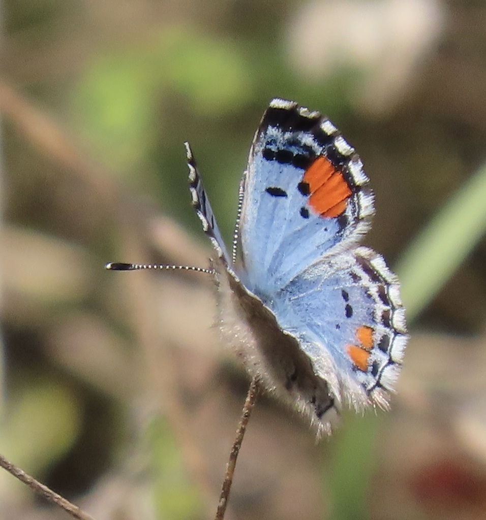 Philotes sonorensis (Sonoran Blue), California species