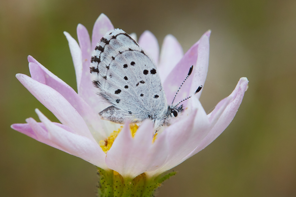 Philotiella speciosa bohartorum (Boharts' Blue Butterfly), California species