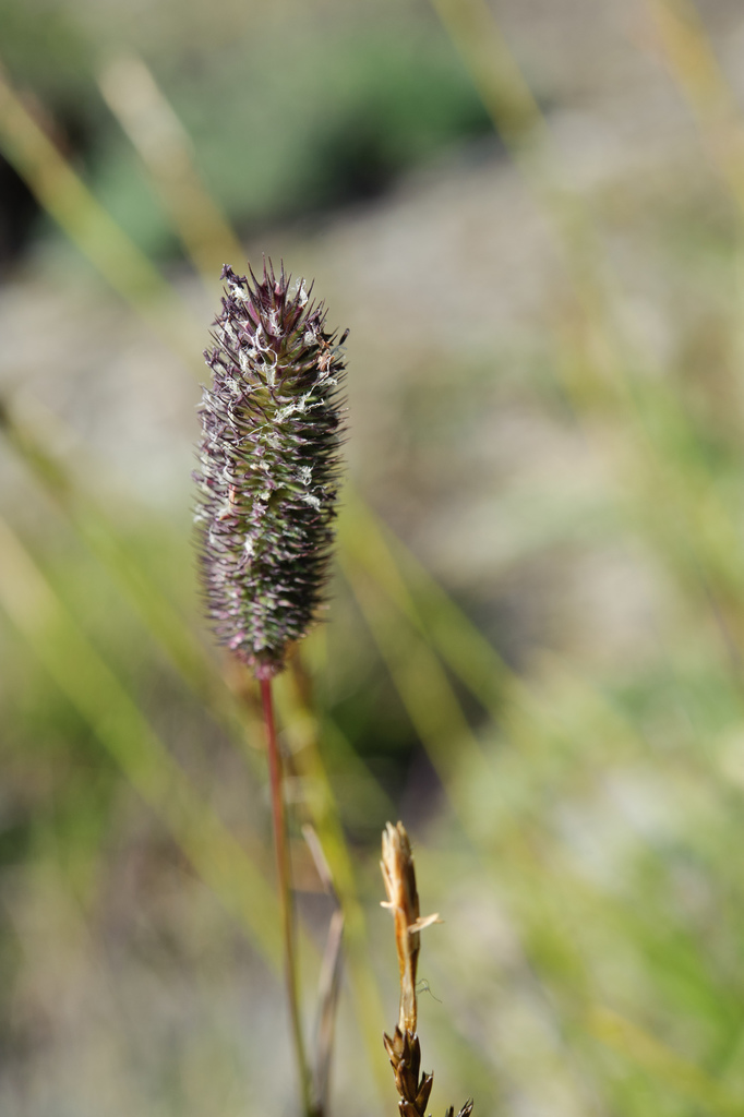 Phleum alpinum (Alpine timothy), native California grass