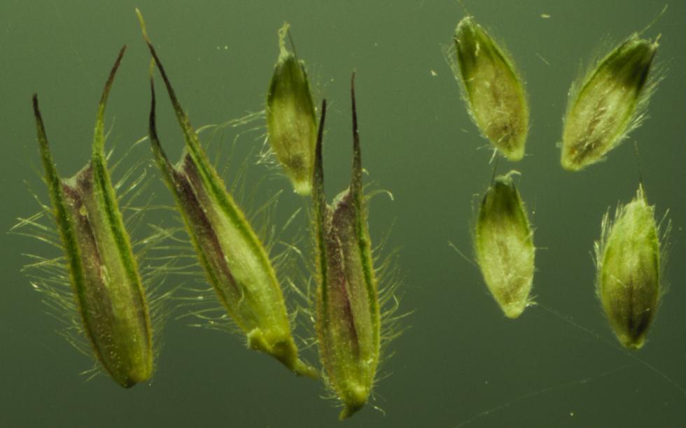 Phleum pratense (Cultivated timothy), non-native California grass