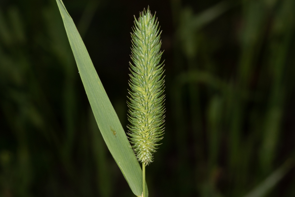 Phleum sp. (Timothy), non-native California perennial