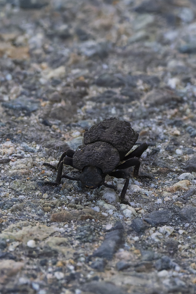 Phloeodes diabolicus (Diabolical Ironclad Beetle), California species