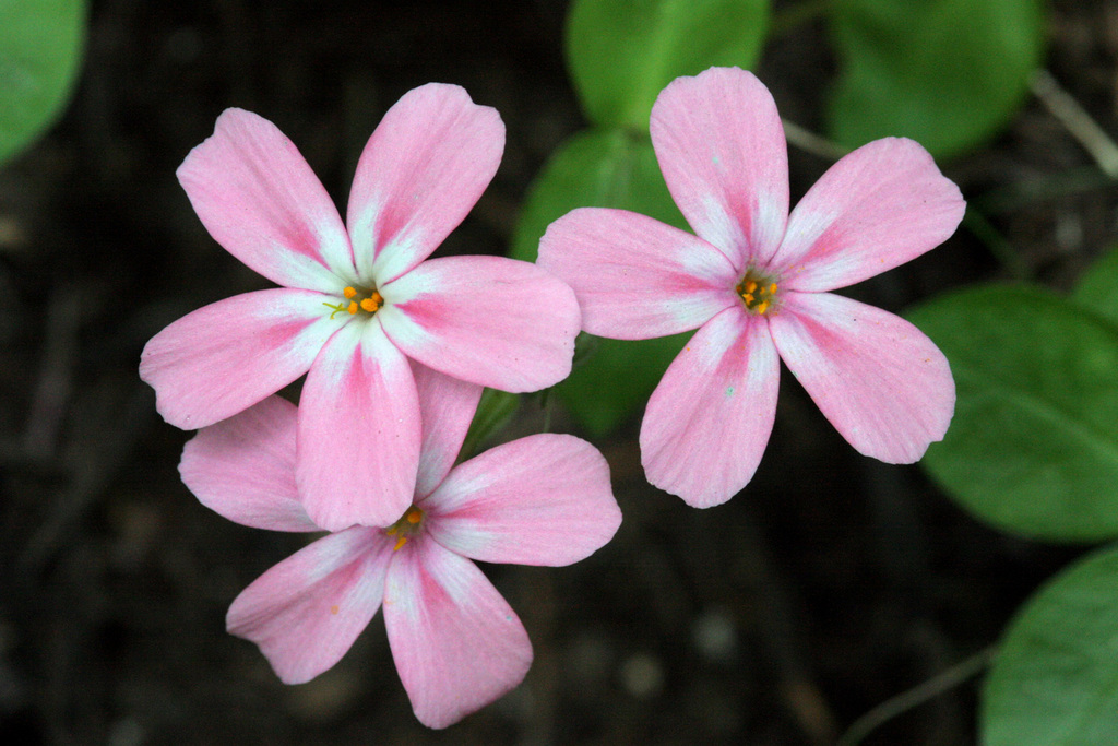 Phlox adsurgens (Northern phlox), native California subshrub