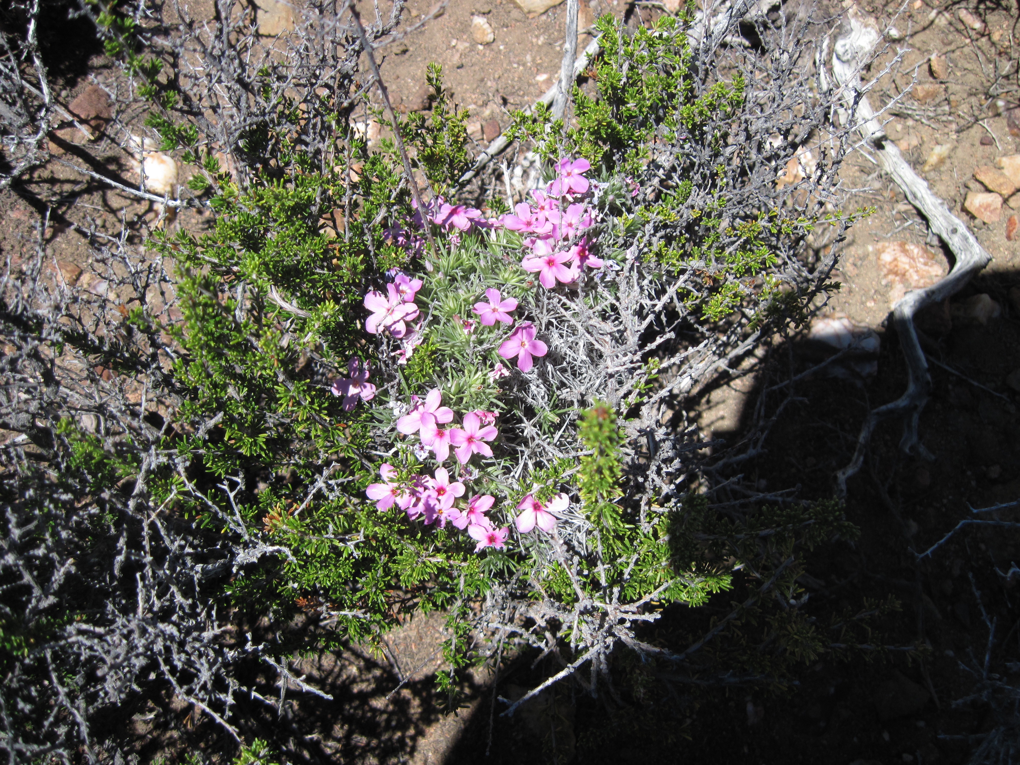 Phlox austromontana (Southern mountain phlox), native California subshrub