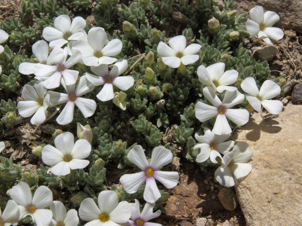 Phlox condensata (Condensed phlox), native California herb