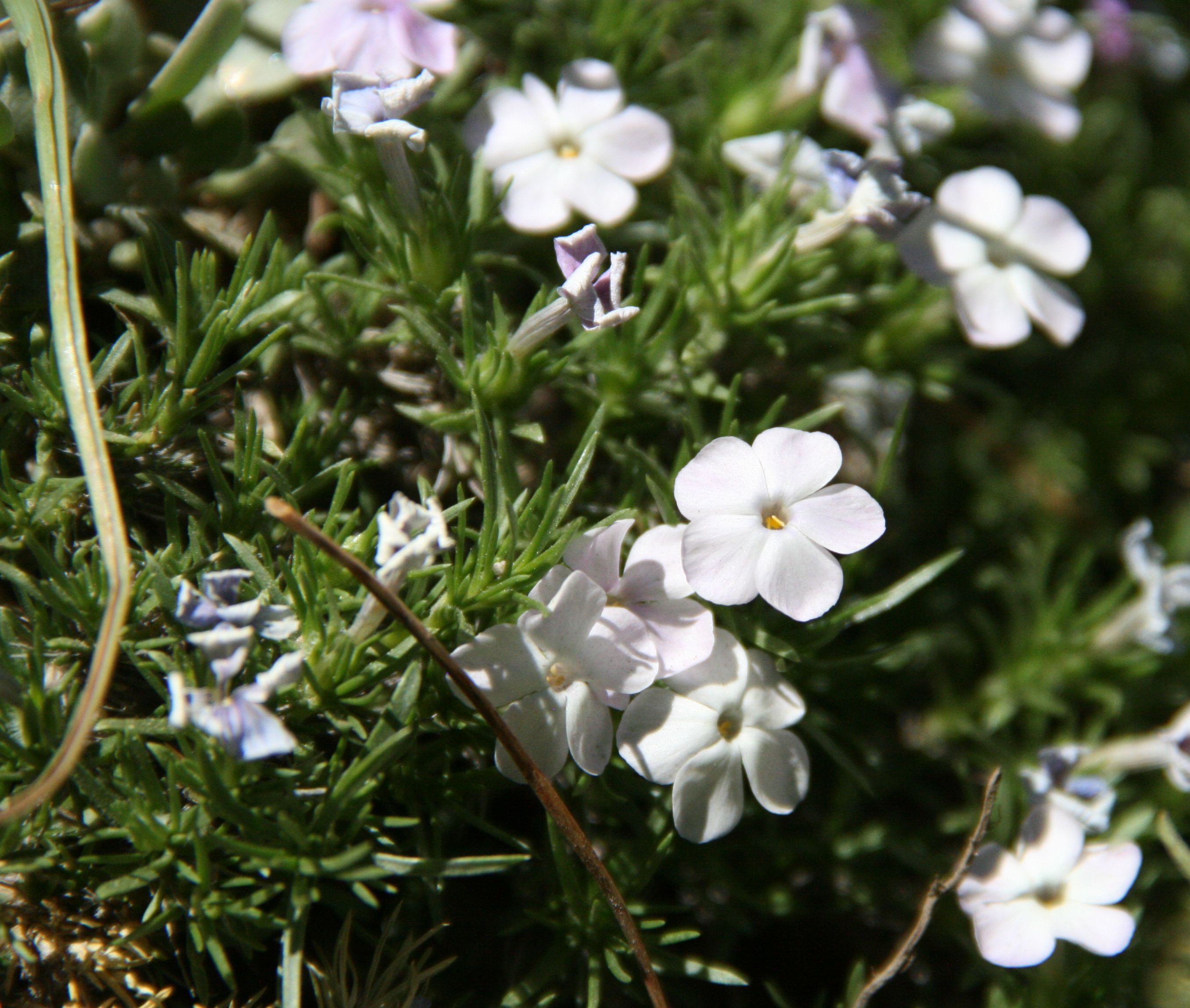 Phlox diffusa (Spreading phlox), native California subshrub