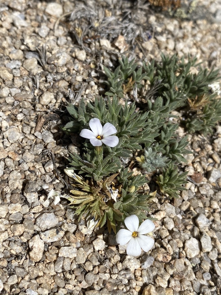Phlox dispersa (High sierra phlox), native California herb
