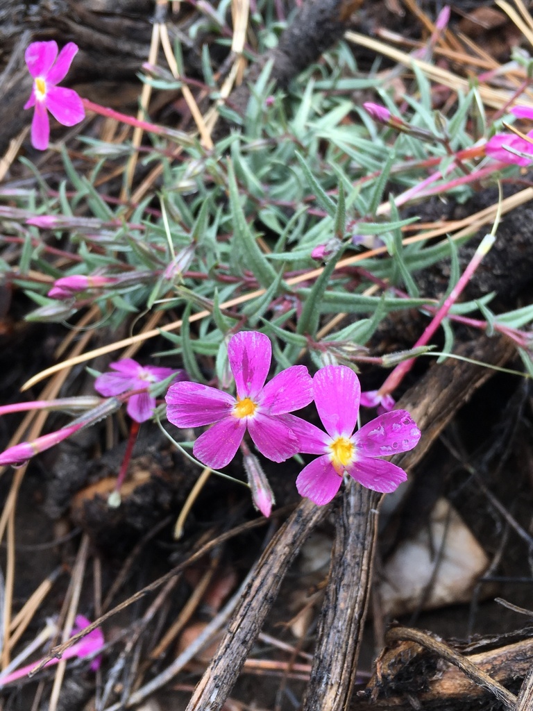 Phlox dolichantha (Big bear valley phlox), native California subshrub