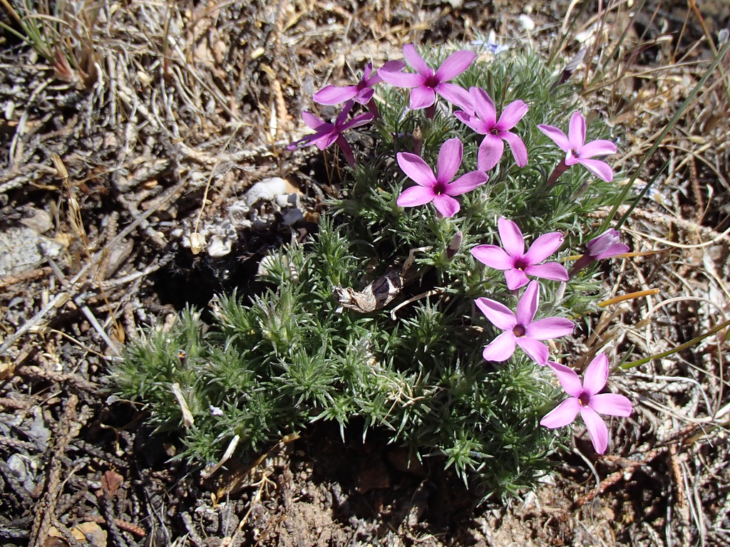 Phlox douglasii (Douglas' phlox), native California perennial