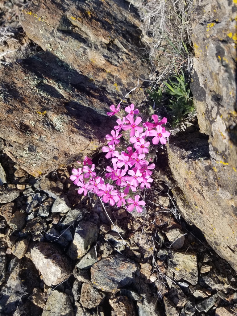 Phlox hirsuta (Yreka phlox), native California subshrub
