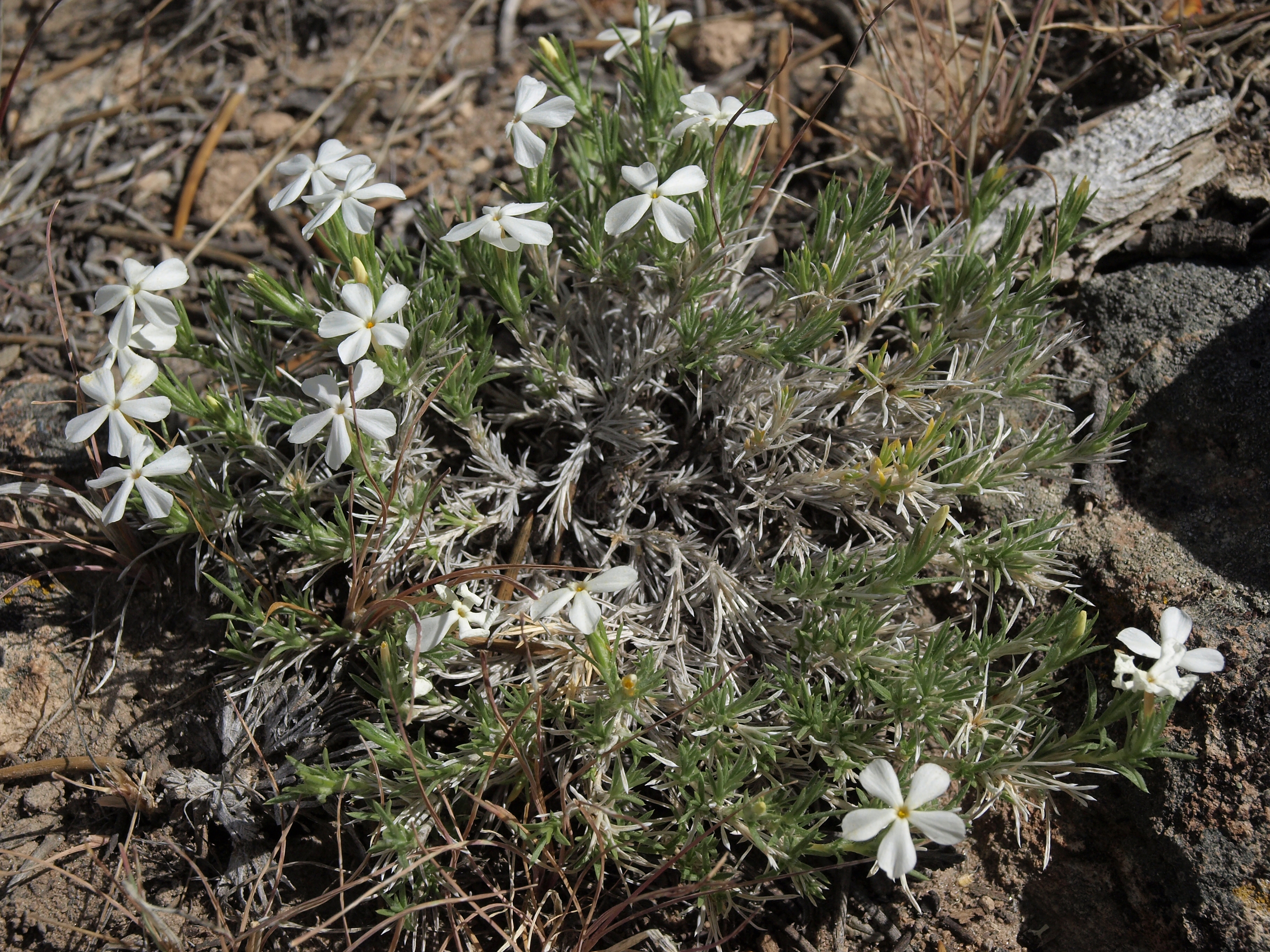 Phlox hoodii subsp. canescens, native California herb