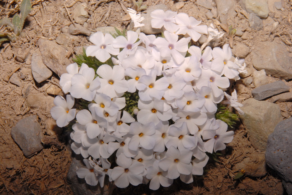Phlox pulvinata (Carpet phlox), native California herb