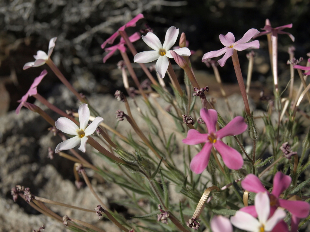 Phlox sp., non-native California perennial