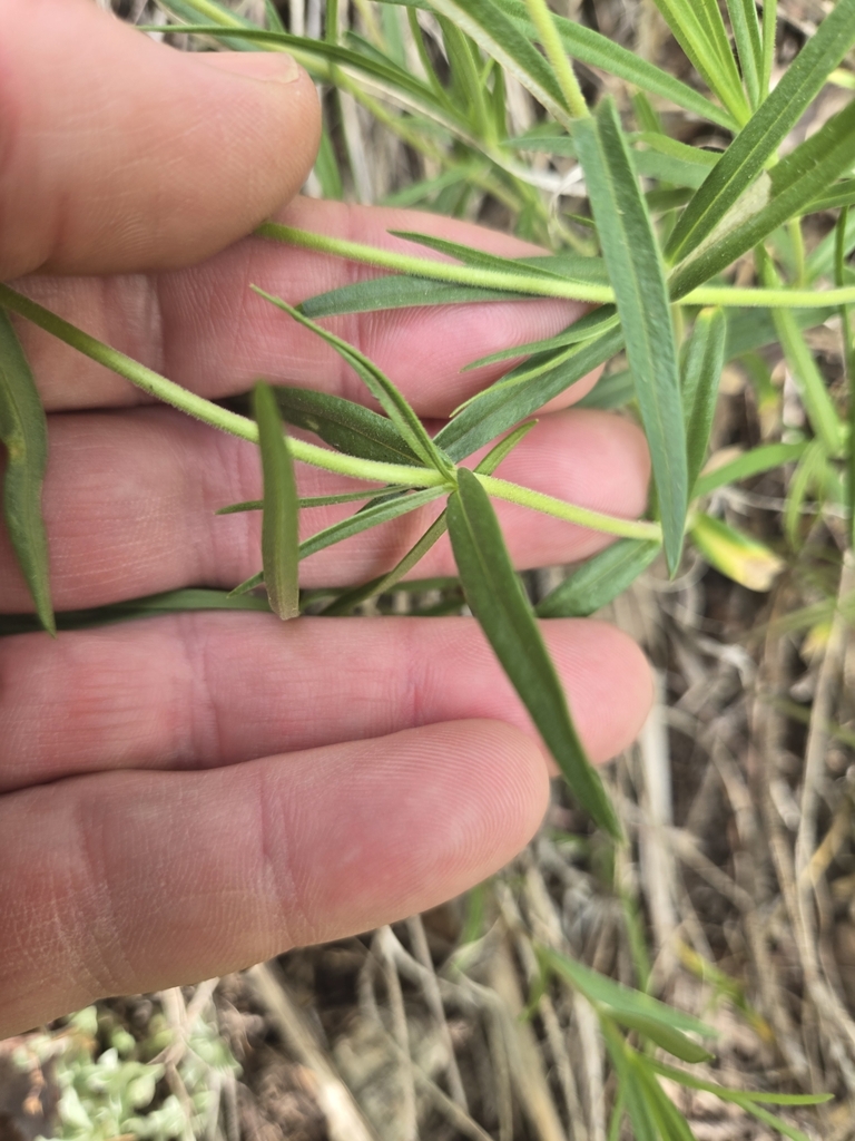 Phlox speciosa (Showy phlox), native California subshrub