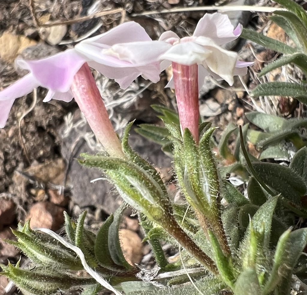 Phlox stansburyi — parent species of Phlox stansburyi var. brevifolia