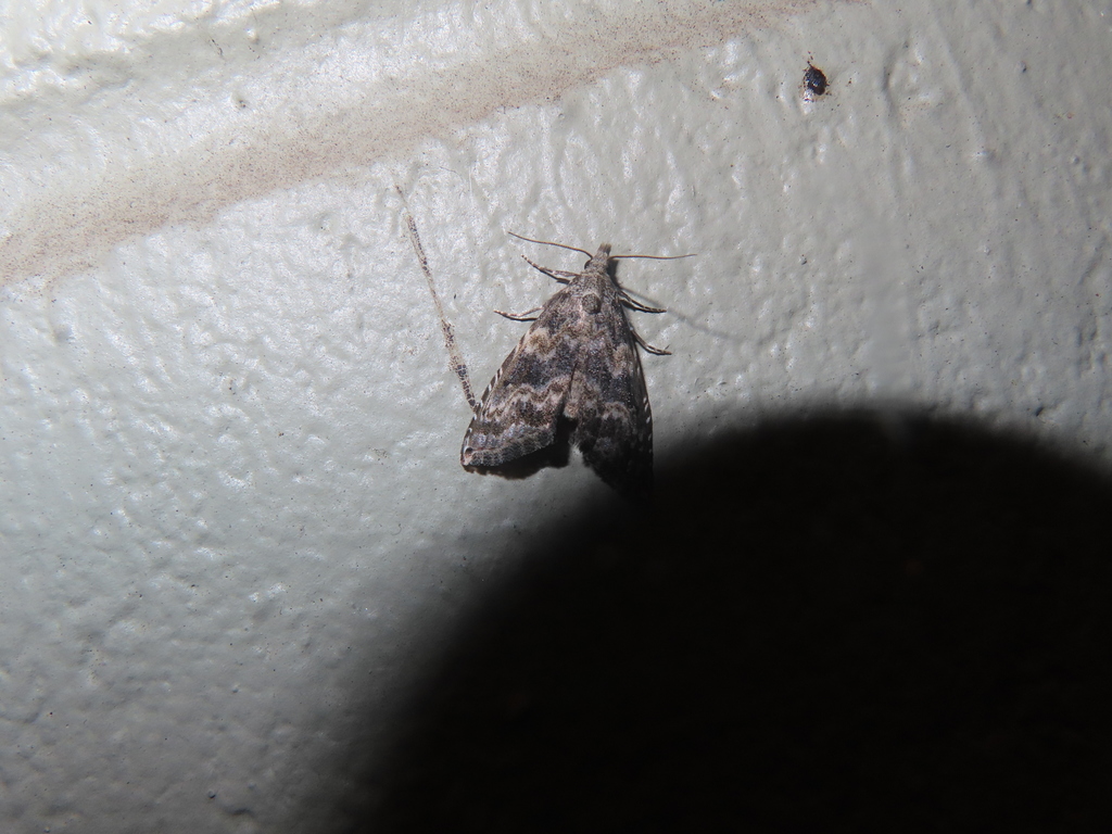 Phobolosia anfracta, California species